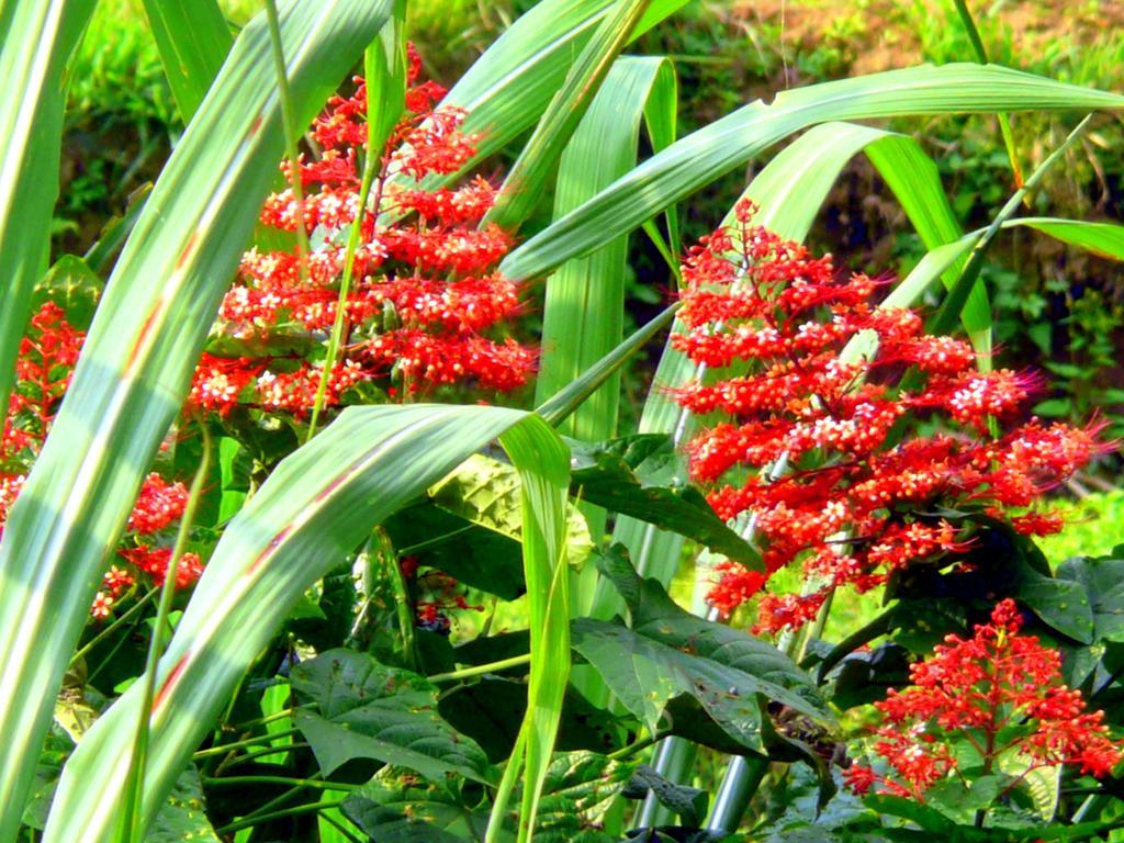 Villa Viola Ubud Exteriör bild