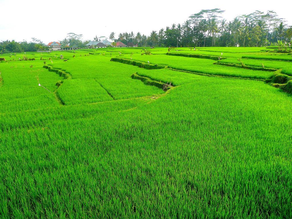 Villa Viola Ubud Exteriör bild