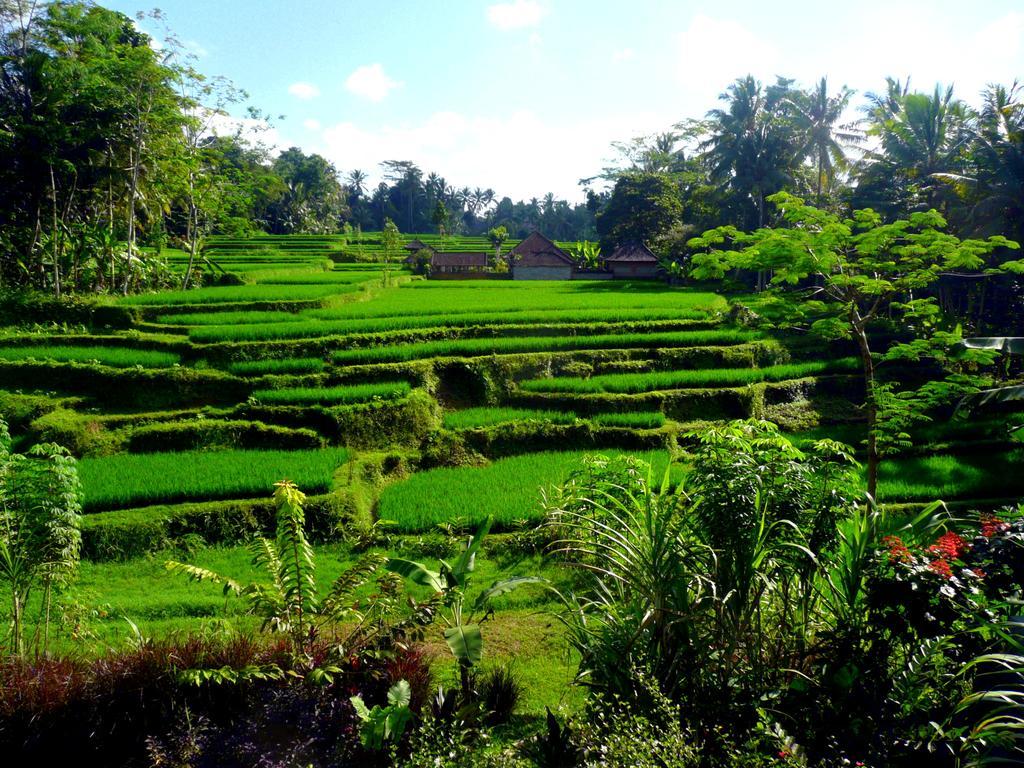 Villa Viola Ubud Exteriör bild