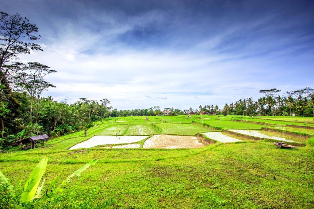 Villa Viola Ubud Exteriör bild